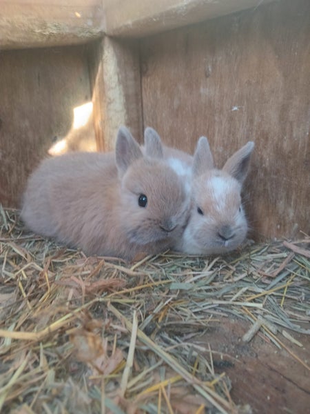 Mini Lop & Netherland dwarf Rabbits Carousel 5