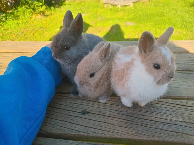 Mini Lop & Netherland dwarf Rabbits Carousel 1