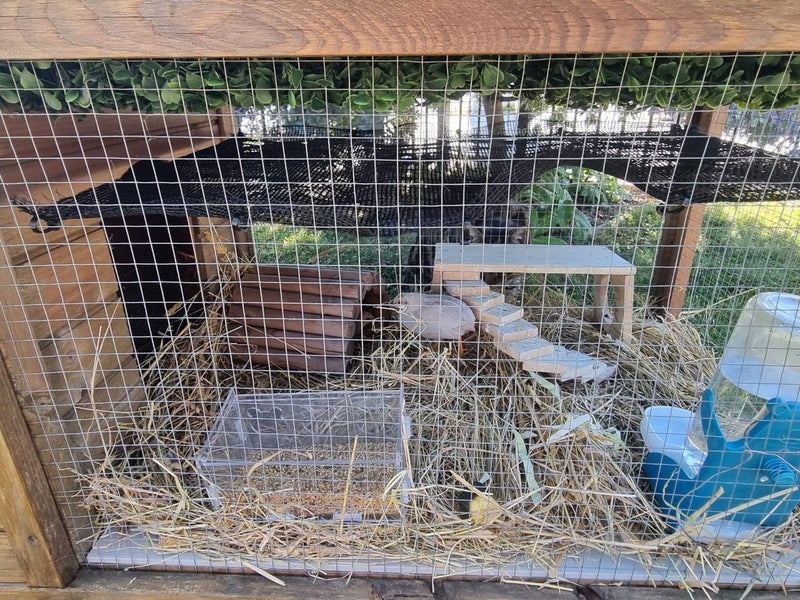 Pair of Silver Button Quails with hutch and accessories Carousel 4