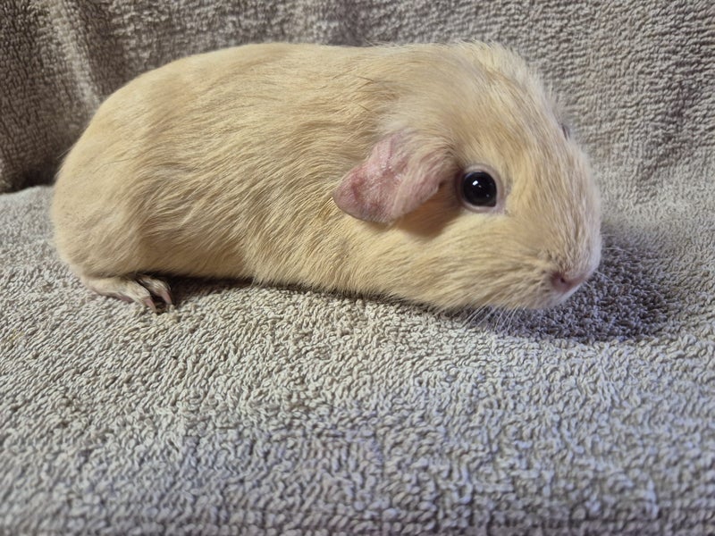 Healthy Baby Guinea pigs Carousel 1
