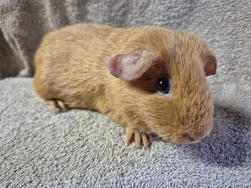 Healthy Baby Guinea pigs Carousel 2
