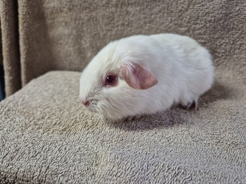 Healthy Baby Guinea pigs Carousel 2