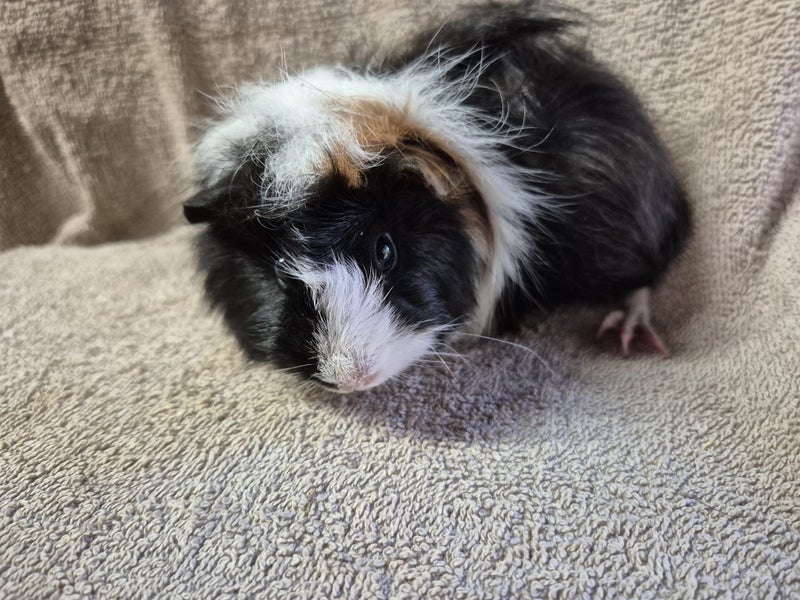 Healthy Baby Guinea pigs Carousel 16