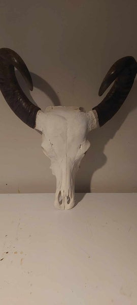 Asian Water Buffalo Skull and horns Carousel 2