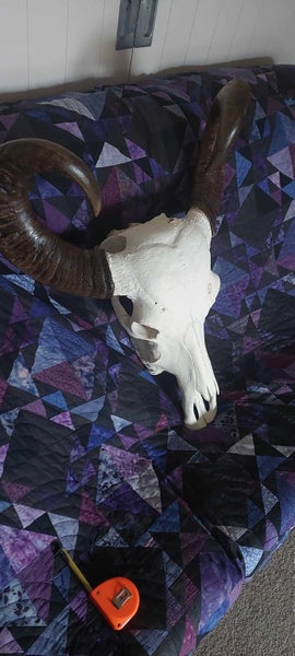Asian Water Buffalo Skull and horns62854315377665113