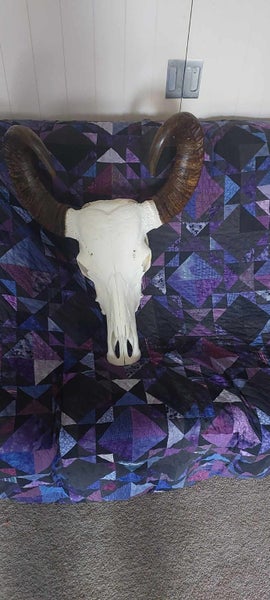 Asian Water Buffalo Skull and horns62854315377665114