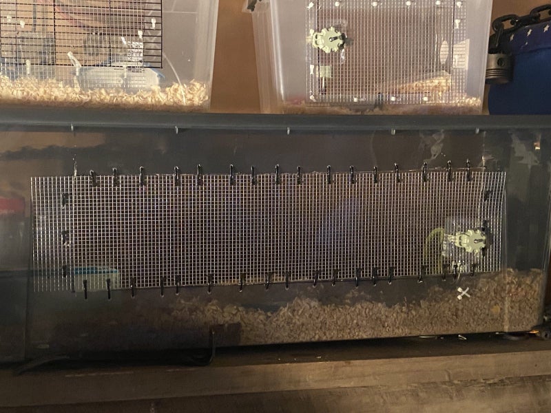 Mouse cage and mice Carousel 1