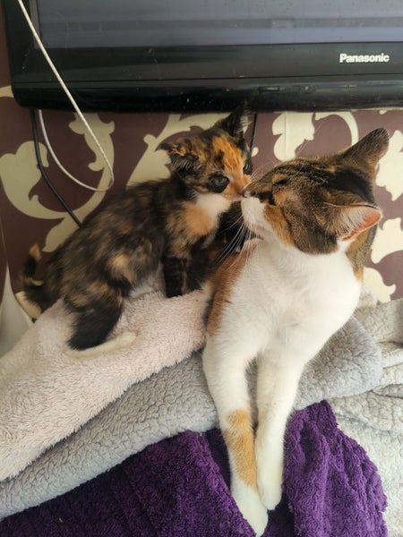 Gia,Cleo & Gizmo - Spot Rescue Carousel 9