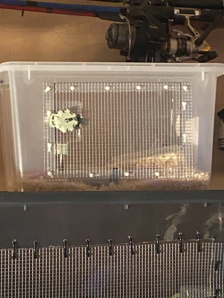 Mouse cage and mice Carousel 2