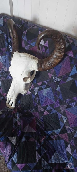 Asian Water Buffalo Skull and horns Carousel 1