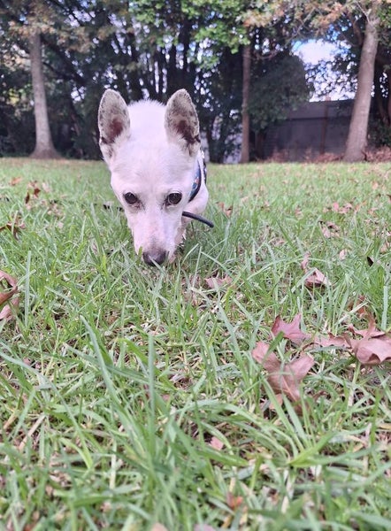 Alvin Rescue Dog - CDRRNZ Carousel 2