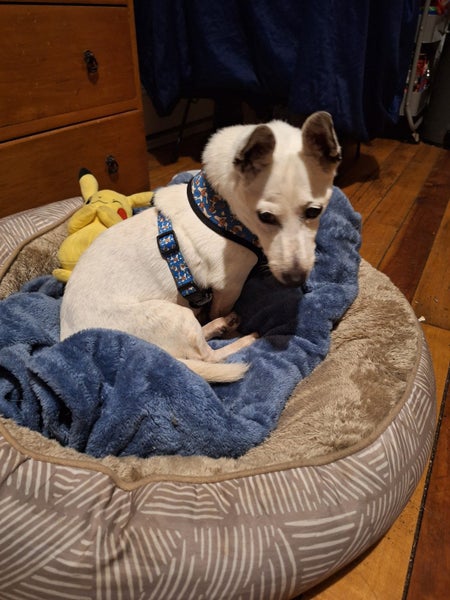 Alvin Rescue Dog - CDRRNZ Carousel 1