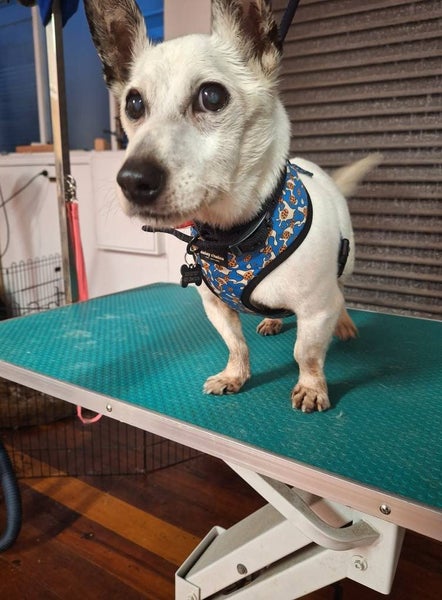 Alvin Rescue Dog - CDRRNZ Carousel 4