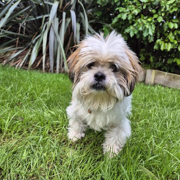 Lillian Rescue Dog - CDRRNZ Carousel 1