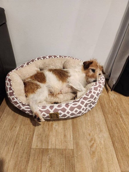 Lizzie Rescue Dog - CDRRNZ Carousel 2