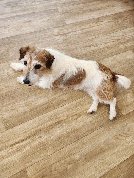 Lizzie Rescue Dog - CDRRNZ Carousel 1