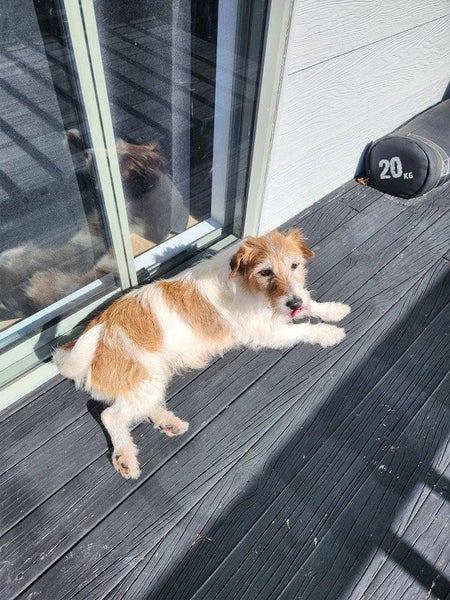 Lizzie Rescue Dog - CDRRNZ Carousel 5