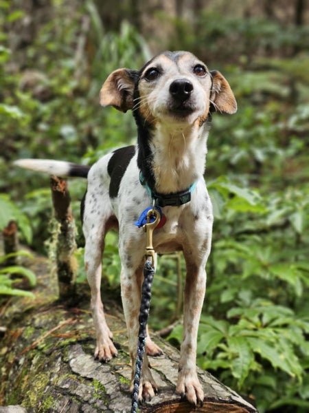 Mini Rescue Dog - CDRRNZ Carousel 1