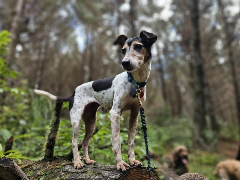 Mini Rescue Dog - CDRRNZ Carousel 2