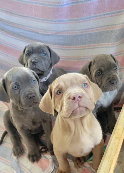 Neapolitan Mastiff Pupppies Carousel 1