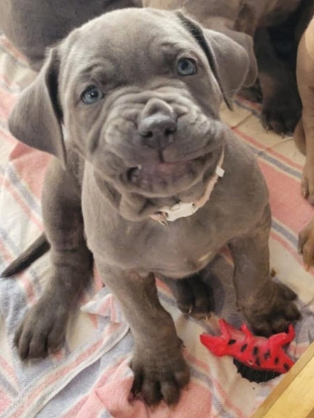 Neapolitan Mastiff Pupppies Carousel 2