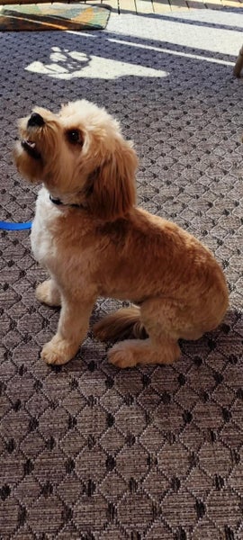 Quest Rescue Dog - CDRRNZ Carousel 1