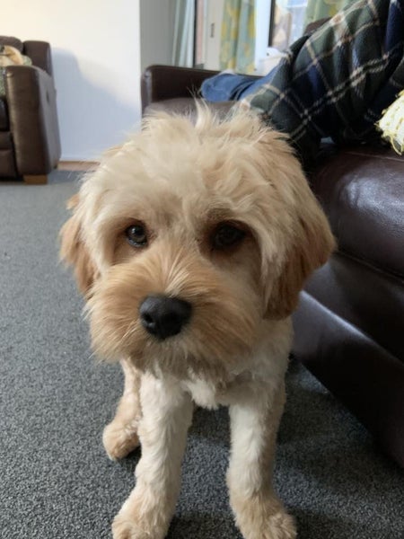 Quest Rescue Dog - CDRRNZ Carousel 2