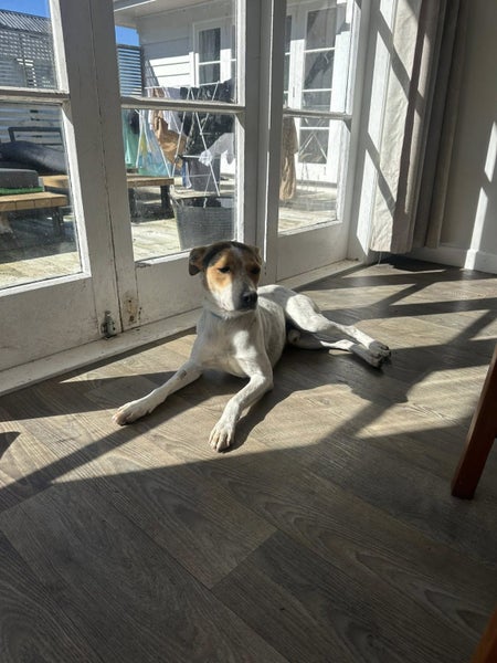 Onni Rescue Dog - CDRRNZ Carousel 2