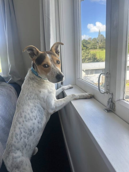 Onni Rescue Dog - CDRRNZ Carousel 5