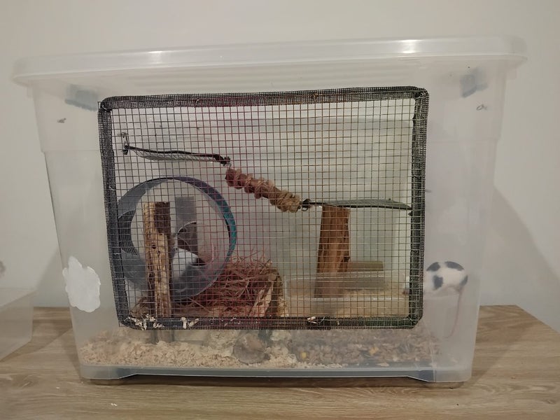 Female mice x 2 and enclosure Carousel 1