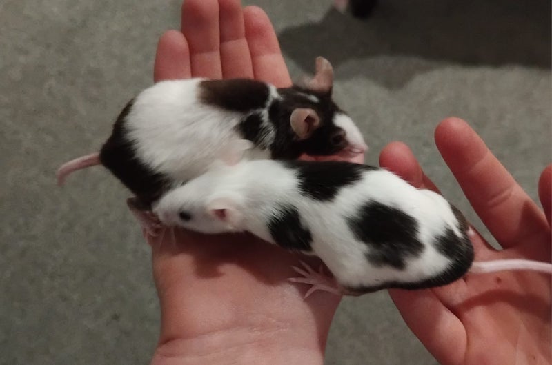 Female mice x 2 and enclosure Carousel 2