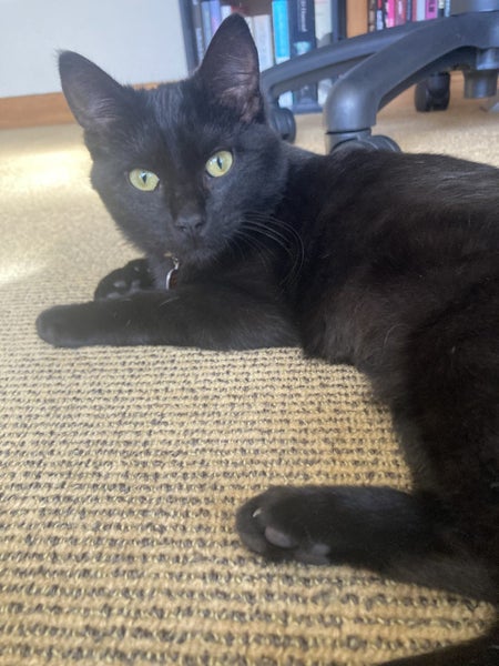 CAT RESCUE CHCH - Ready For Adoption Nikita Carousel 2