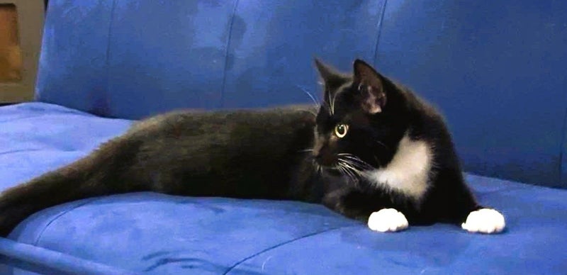 CAT RESCUE CHCH - Ready For Adoption Elton Carousel 1