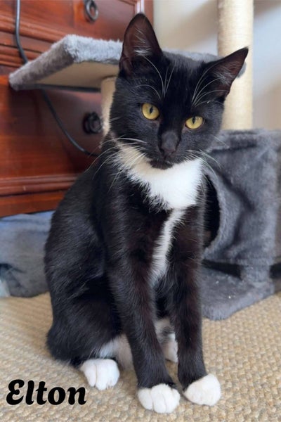 CAT RESCUE CHCH - Ready For Adoption Elton Carousel 2
