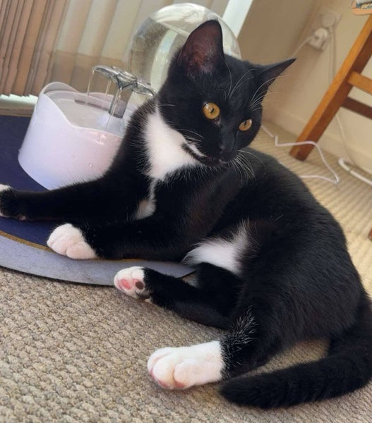 CAT RESCUE CHCH - Ready For Adoption Elton Carousel 1