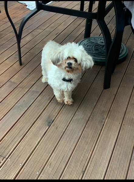 Shitzu x Bichon free to a good home Carousel 1