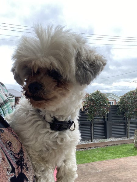 Shitzu x Bichon free to a good home Carousel 2
