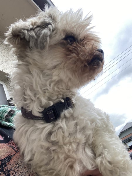 Shitzu x Bichon free to a good home Carousel 3