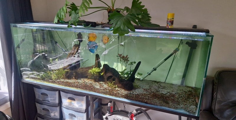 600L Fish tank & FX6 setup Carousel 1