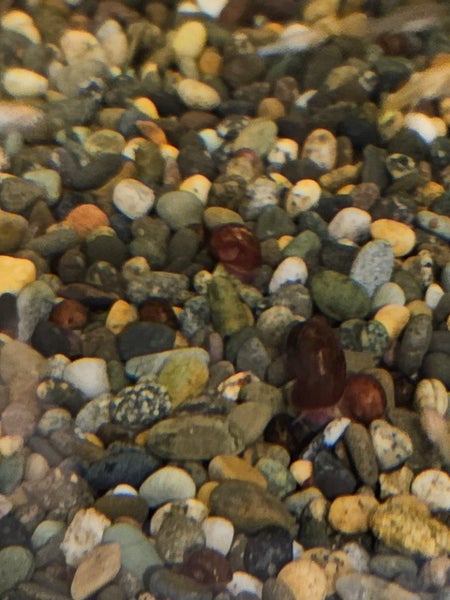 x20 ramshorn/pond snails over 3mm Carousel 1