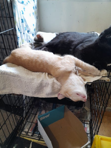 Brave Paws Cat Rescue - Kitten - NIGEL Carousel 13