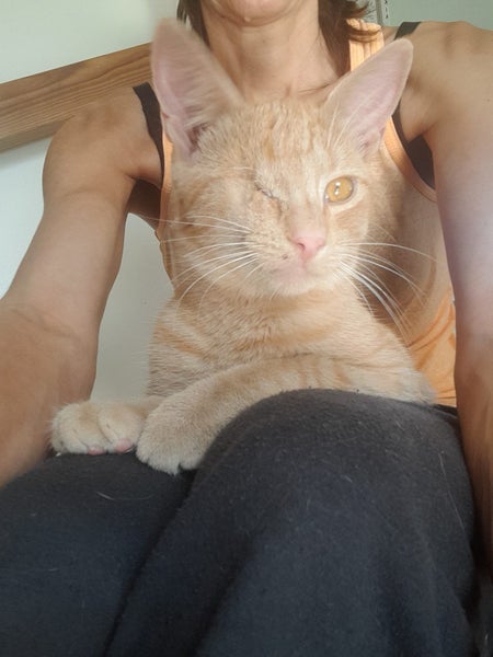 Brave Paws Cat Rescue - Kitten - NIGEL Carousel 2