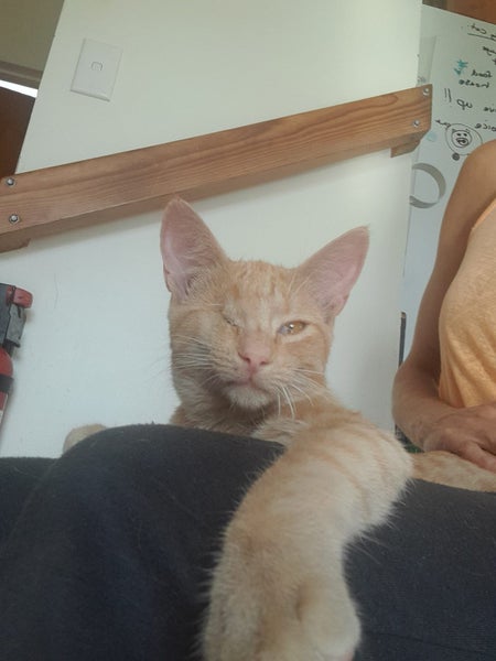 Brave Paws Cat Rescue - Kitten - NIGEL Carousel 1