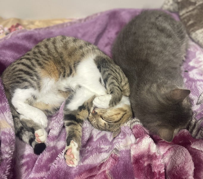 Two female kittens Carousel 1