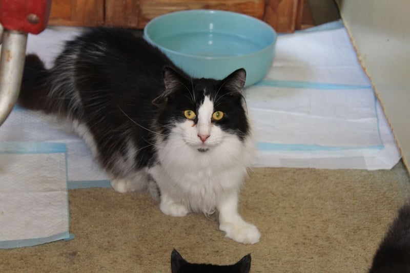 Brave Paws Cat Rescue - Cat - Bigfoot Carousel 2