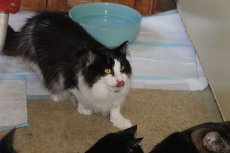 Brave Paws Cat Rescue - Cat - Bigfoot Carousel 7