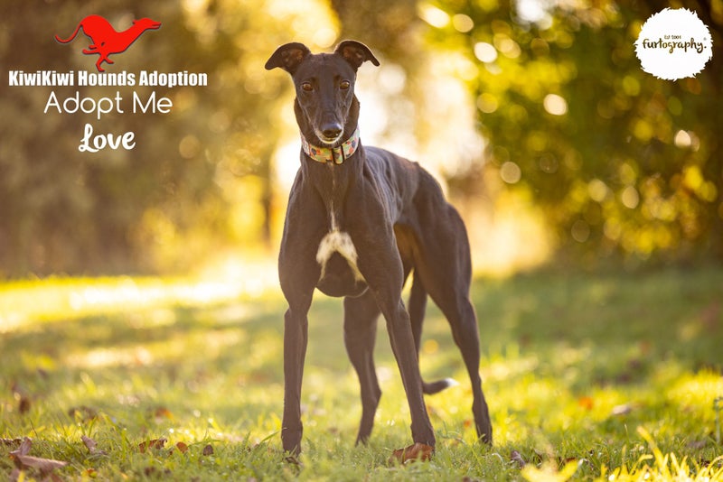 LOVE - STUNNING LITTLE 4 YEAR OLD RETIRED GREYHOUND GIRL - CAT TRAINABLE Carousel 1