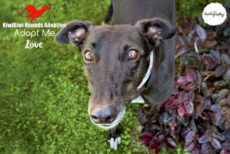 LOVE - STUNNING LITTLE 4 YEAR OLD RETIRED GREYHOUND GIRL - CAT TRAINABLE Carousel 2
