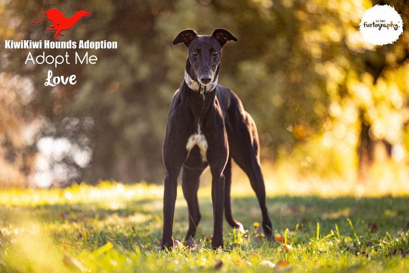 LOVE - STUNNING LITTLE 4 YEAR OLD RETIRED GREYHOUND GIRL - CAT TRAINABLE Carousel 3