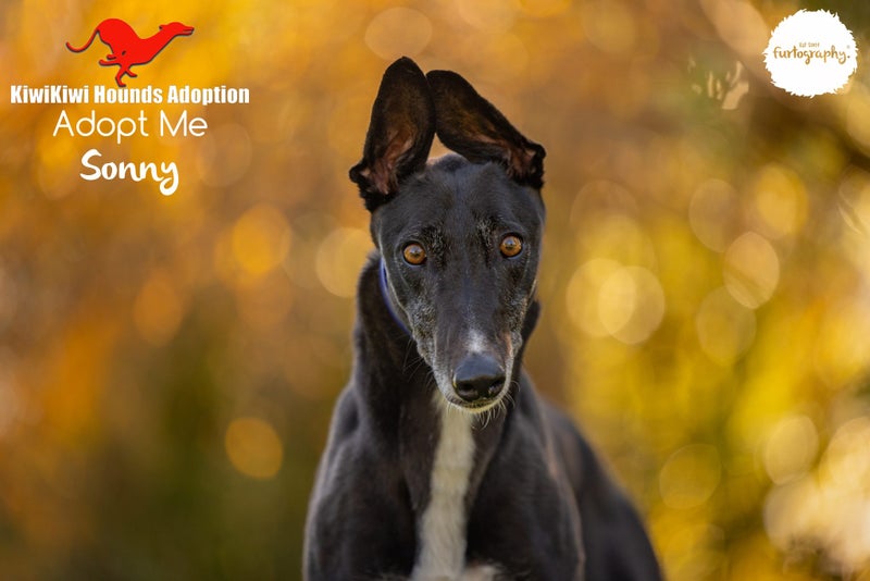 SONNY - GORGEOUS, SENSITIVE 3 YEAR OLD RETIRED GREYHOUND BOY - CAT TRAINABLE Carousel 1